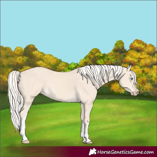 Horse Color:Cremello Tobiano 