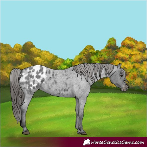 Horse Color:Blue Roan Appaloosa 