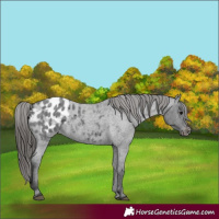 Horse Color:Blue Roan Appaloosa 