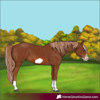 Horse Color:Chestnut Splash Frame