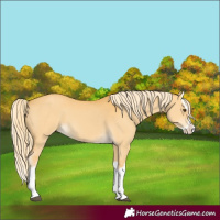 Horse Color:Palomino Dun Splash 