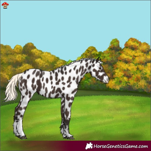 Horse Color:Liver Chestnut Mushroom Tobiano Appaloosa 