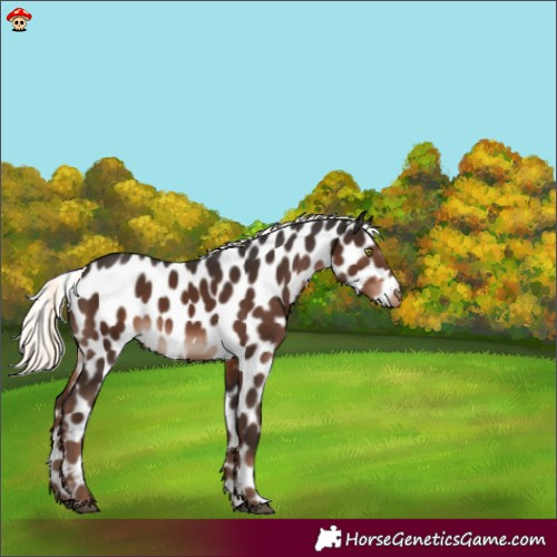 Horse Color:Liver Chestnut Mushroom Appaloosa 
