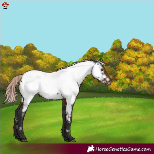 Horse Color:Liver Chestnut Mushroom Near Fewspot 