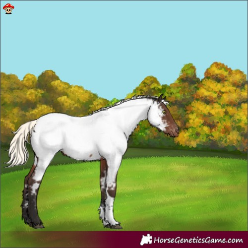 Horse Color:Liver Chestnut Mushroom Tobiano Appaloosa 