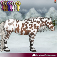 Horse Color:Liver Chestnut Mushroom Appaloosa 