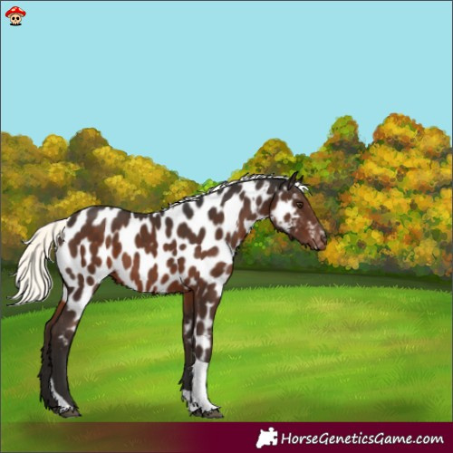 Horse Color:Liver Chestnut Mushroom Tobiano Appaloosa 