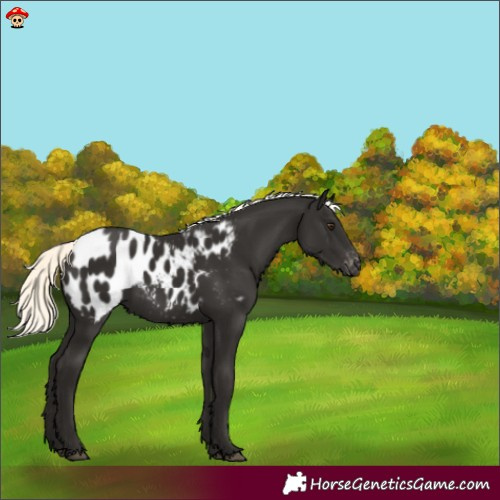 Horse Color:Liver Chestnut Mushroom Appaloosa 