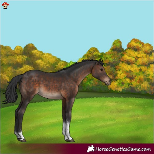 Horse Color:Brown Tobiano 