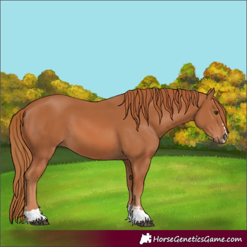 Horse Color:Chestnut 