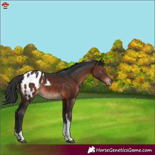 Horse Color:Brown Tobiano Blanket 