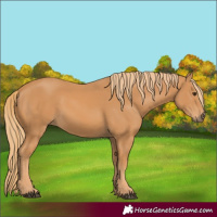 Horse Color:Chestnut Rabicano 