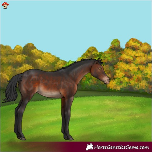 Horse Color:Brown Appaloosa 