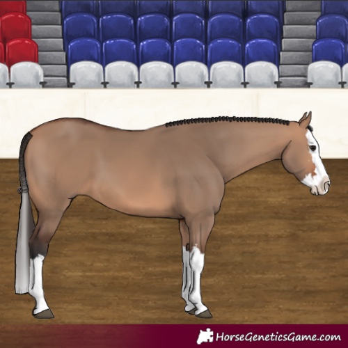 Horse Color:Bay Dun Splash 