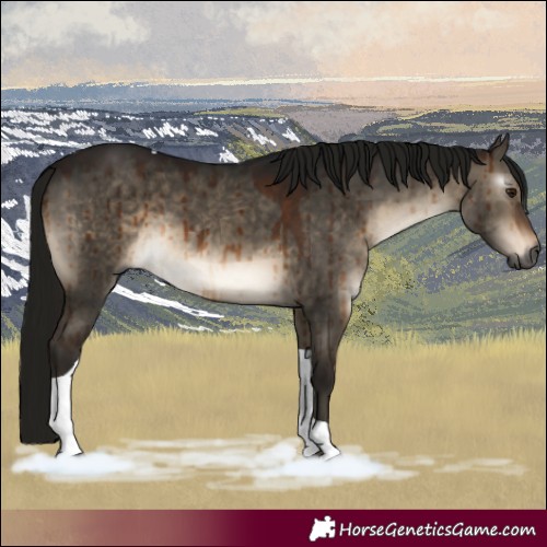 Horse Color:Gray Brown Dun Tobiano Brindle 