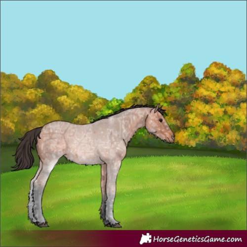 Horse Color:Bay Ice Roan 