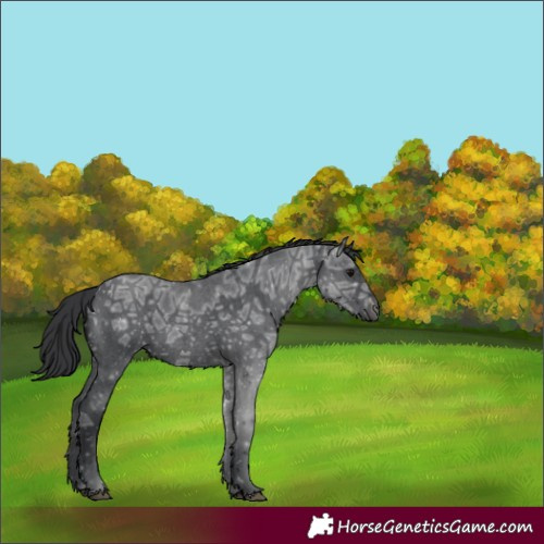 Horse Color:Blue Ice Roan