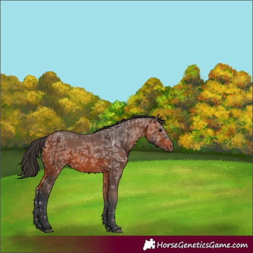 Horse Color:Bay Ice