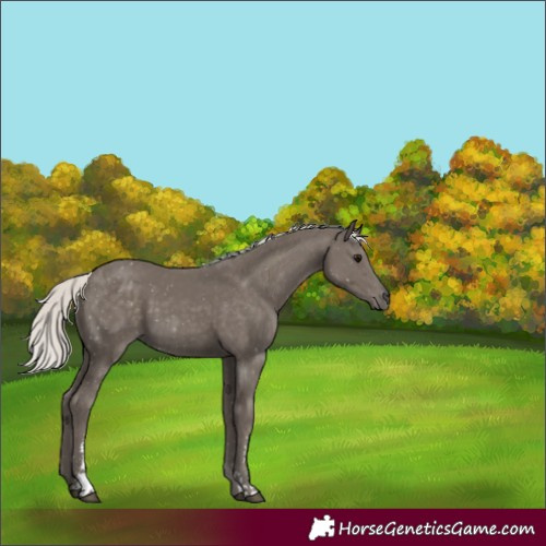 Horse Color:Silver Smoky Black Sabino