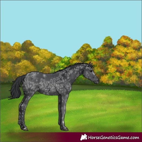 Horse Color:Black Ice 