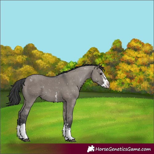 Horse Color:Grullo Sabino Splash 