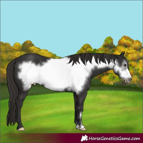 Horse Color:Liver Chestnut Frame 
