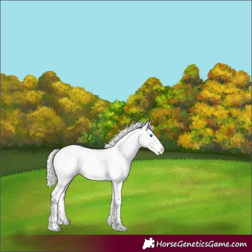 Horse Color:White Spotted Silver Perlino Dun Splash Appaloosa 
