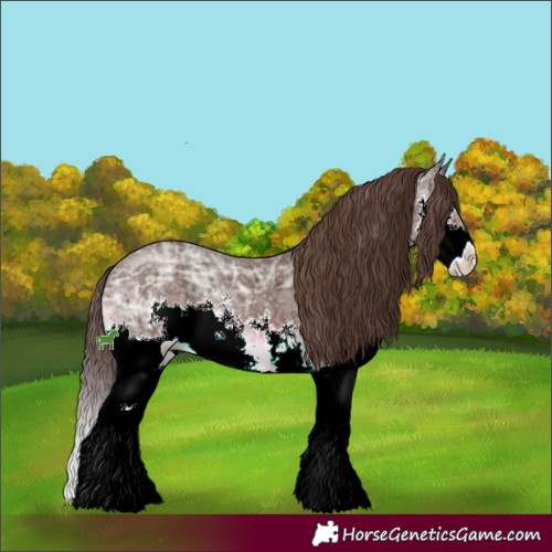 Horse Color:Liver Chestnut Ice Sabino Splash