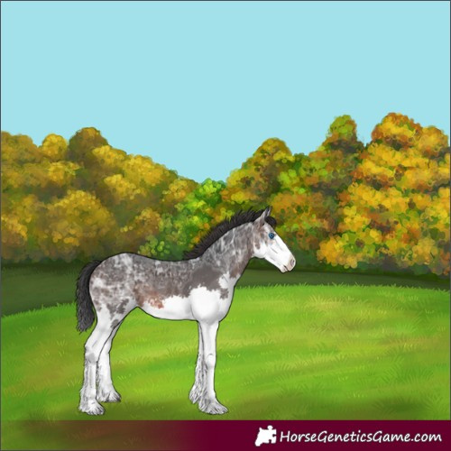 Horse Color:White Spotted Brown Ice Mushroom Splash