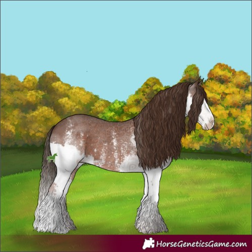 Horse Color:Liver Chestnut Sabino Splash