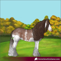 Horse Color:Liver Chestnut Sabino Splash 