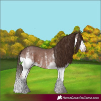 Horse Color:Liver Chestnut Sabino Splash 