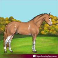 Horse Color:White Spotted Chestnut 
