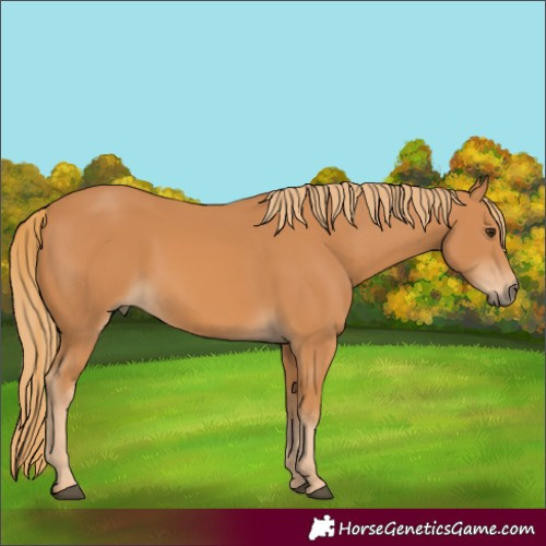 Horse Color:White Spotted Chestnut 