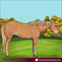 Horse Color:White Spotted Chestnut 