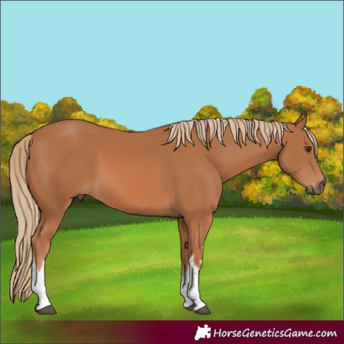 Horse Color:White Spotted Chestnut 