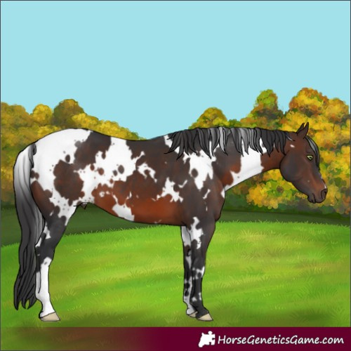Horse Color:White Spotted Brown 