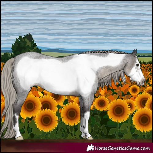 Horse Color:Silver Smoky Blue Roan Frame 