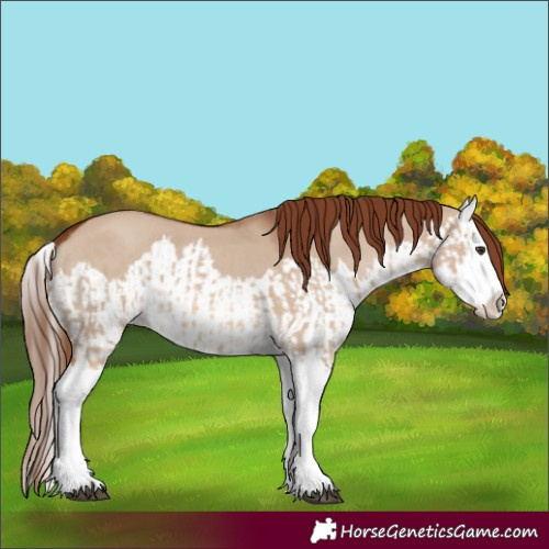 Horse Color:Red Dun Splash  and Red Dun Splash 