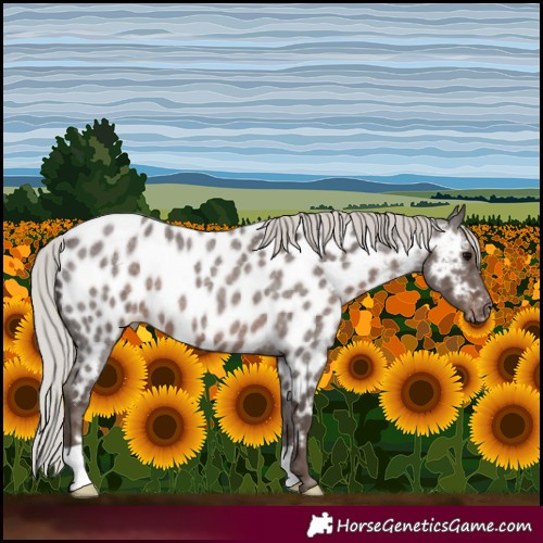 Horse Color:Silver Blue Roan Appaloosa 