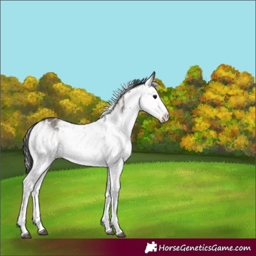 Horse Color:Grullo Sabino Appaloosa 