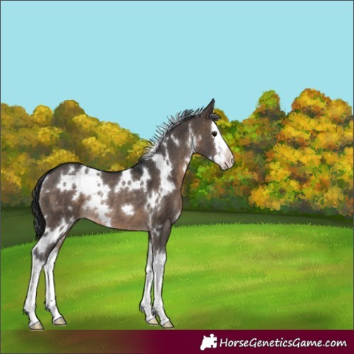 Horse Color:White Spotted Brown Dun Splash Rabicano 