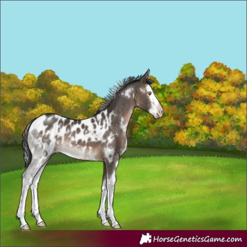Horse Color:White Spotted Brown Dun Sabino Splash Appaloosa 