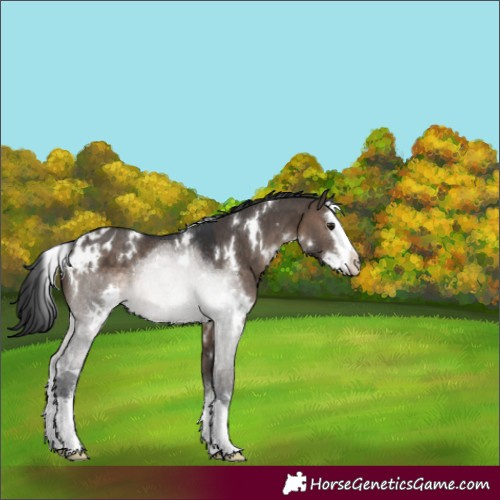 Horse Color:White Spotted Brown Dun Sabino Splash Appaloosa 
