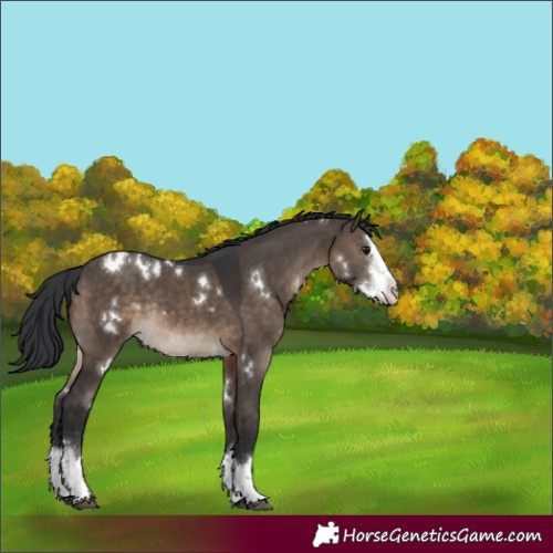 Horse Color:White Spotted Brown Dun Sabino Splash Rabicano 