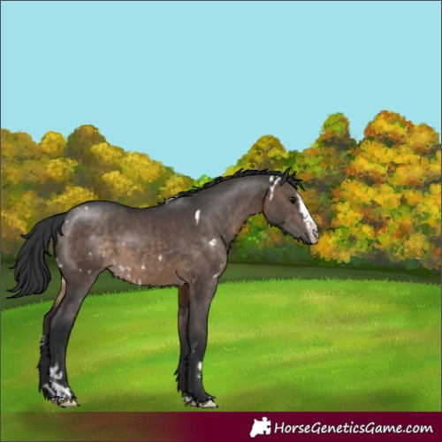 Horse Color:White Spotted Brown Dun Sabino Splash Rabicano 
