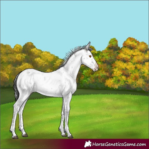 Horse Color:Grullo Sabino Appaloosa Rabicano 