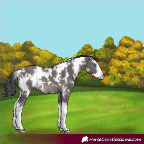 Horse Color:White Spotted Grullo Splash Rabicano 