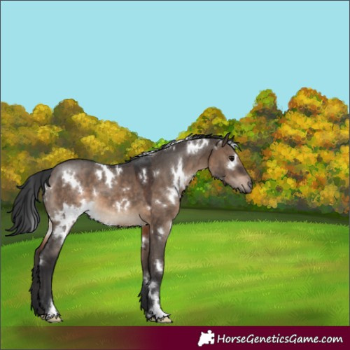 Horse Color:White Spotted Brown Dun 