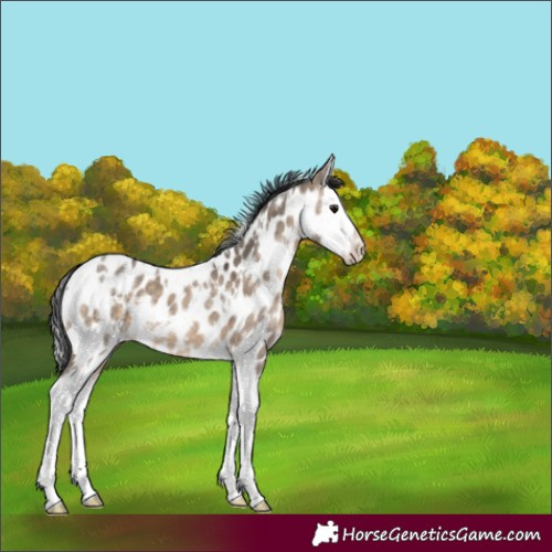 Horse Color:White Spotted Brown Dun Sabino Splash Appaloosa 